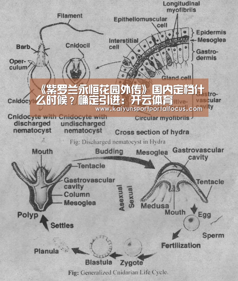开云体育